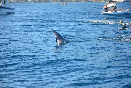 Nager avec les dauphins à l'île Maurice